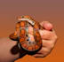 answer reptile care questions
