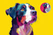 draw pop art dog cat pet potrait