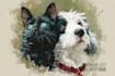 draw pet portrait, vector portrait, animal illustration