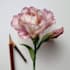 draw a botanical illustration