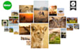 create amazing photo collage within 24 hours