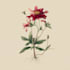 make a beautiful botanical or floral illustration