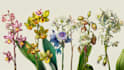 illustrate best botanical illustration
