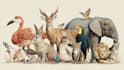 draw animals cartoon illustration