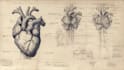 make medical and scientific illustrations