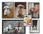 create pet ugc content for cats and dogs