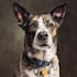 draw a custom memorial pet portrait from photo