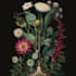 draw botanical illustrations of flowers