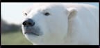 create realistic 3d animal animation ,modelling ,rigging and vfx  compositing