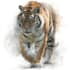 make animal illustrations in watercolor