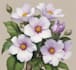 draw a botanical illustration