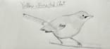 draw you a bird