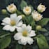 illustrate best botanical illustration