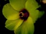 sell photographs to you