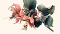 illustrate best botanical illustration
