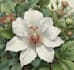 illustrate best botanical illustration