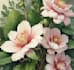 illustrate best botanical illustration