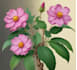 draw realistic botanical illustration