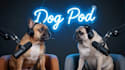 create funny ai talking animal, ai avatar talking, lip sync, dog talk video