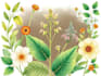 illustrate best botanical illustration