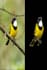 remove image background, remove objects, enhance photos