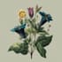 draw a botanical illustration
