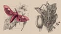 draw an animal and botanical illustration