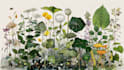 illustrate best botanical illustration