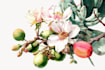 illustrate outstanding botanical illustration