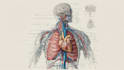 draw exercise, medical and anatomy illustrations