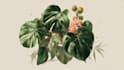 illustrate best botanical illustration