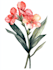 illustrate best botanical illustration
