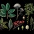 draw a botanical illustration
