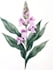 draw botanical illustration by botanical
