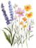 make paint water flowers and botanical illustrations