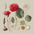 draw a botanical illustration