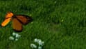 create your youtube intro with this butterfly animation