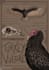 create an educational infographic for wildlife