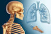 do medical, human anatomy and scientific illustrations