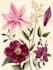 draw an animal and botanical illustration