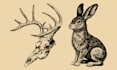 create amazing illustrations in linocut style