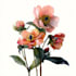 create a beautiful botanical or floral illustration
