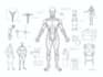 make a professional medical concept sketches