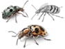 create detailed scientific illustrations of insects, beetles