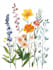illustrate best botanical illustration