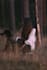 create german ugc video with my dog