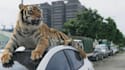 create 3d animal model, texture, rigging with xgen hair and 3d animal animation