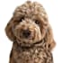 turn your pet in to vector portrait