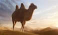 high quality 3d character video, 3d creature design, rigging, animal animation