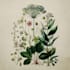 draw a botanical illustration